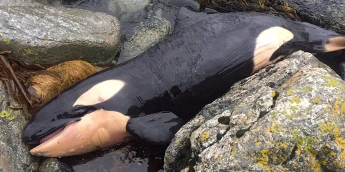 La necropsia de una orca bebé reveló que estuvo expuesta a la contaminación desde antes de nacer
