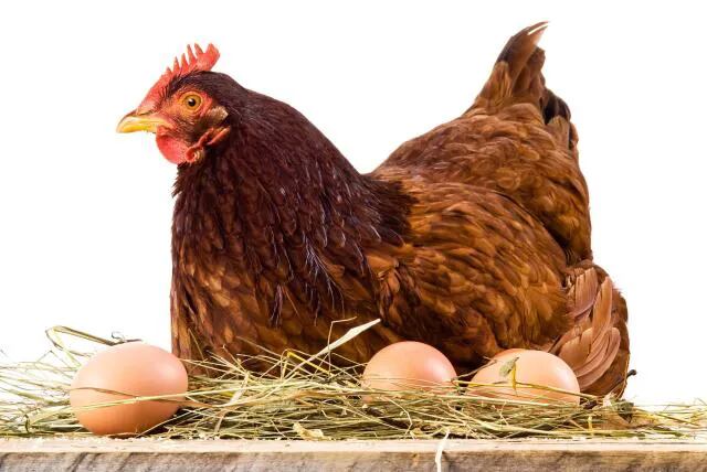 El huevo y la gallina una historia bioeconómica sin fin