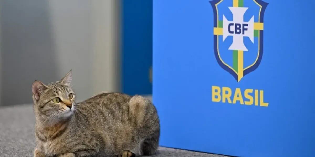 Brasil quedó eliminado del Mundial y todos apuntan a la maldición del gato maltratado y luego adoptado por el jefe de prensa
