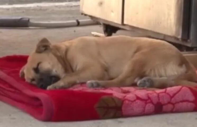 Un perrito llora mientras duerme tras ser víctima de maltrato. (Foto: captura de video).