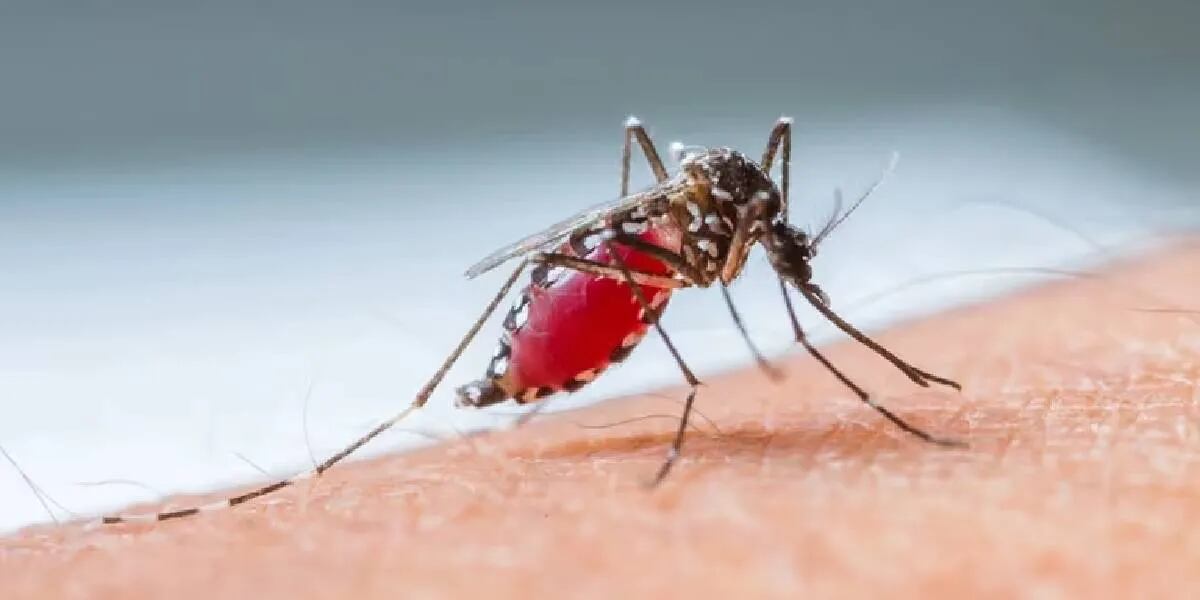 Por qué los mosquitos pican a algunas personas más que a otras