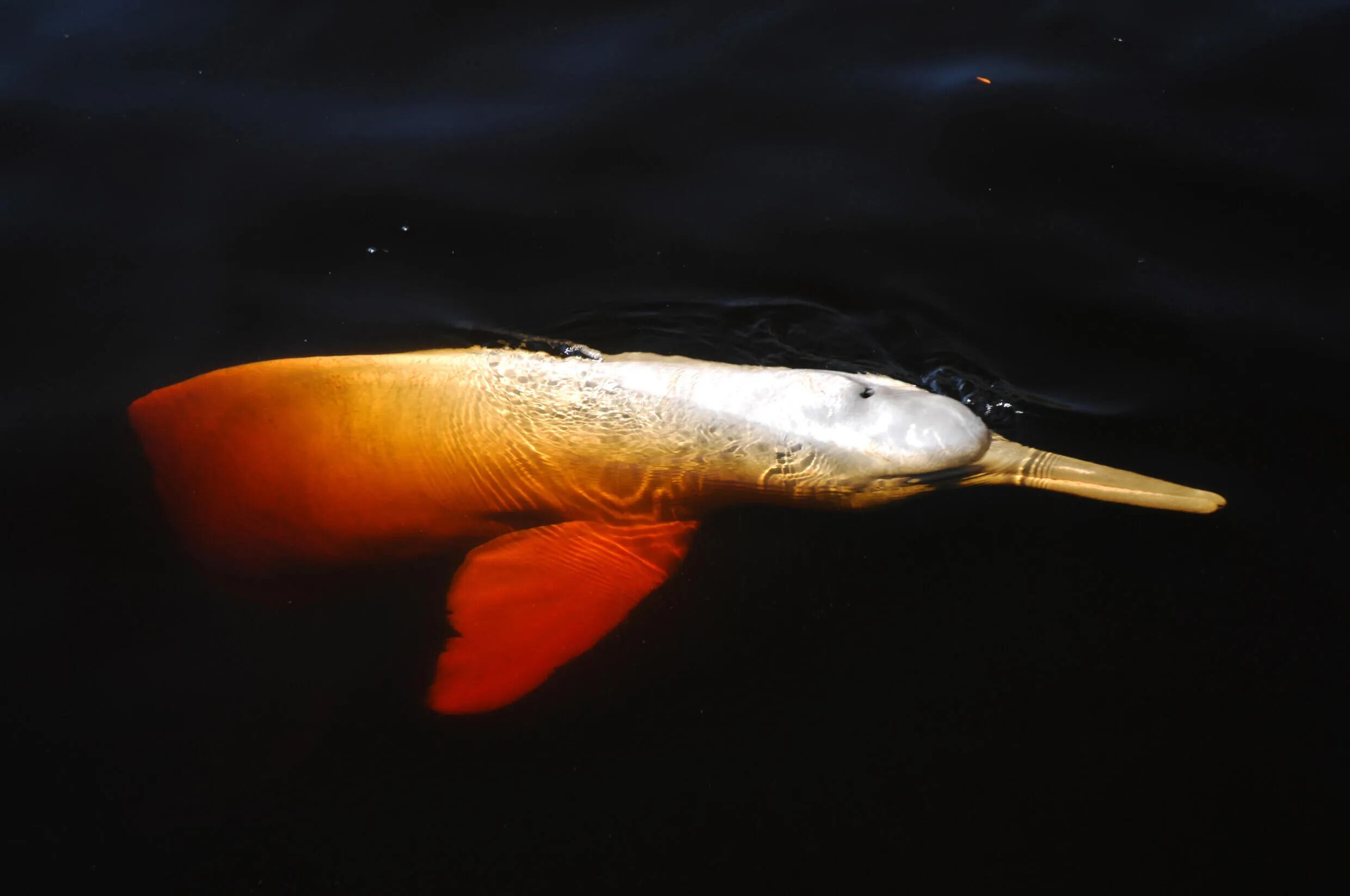 La población del delfín rosado del Amazonas ha bajado en un 65% en 50 años, según informe de WWF. 