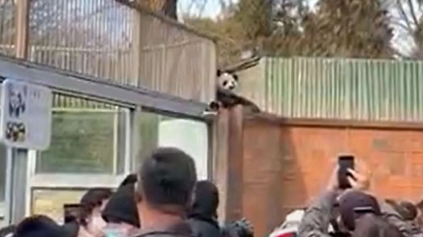 El video del instante en que un oso panda trepó casi dos metros para escaparse del zoológico