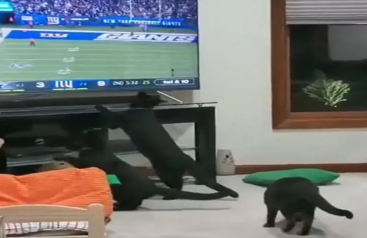 Video: tres gatos enloquecieron al ver a otro felino en la televisión