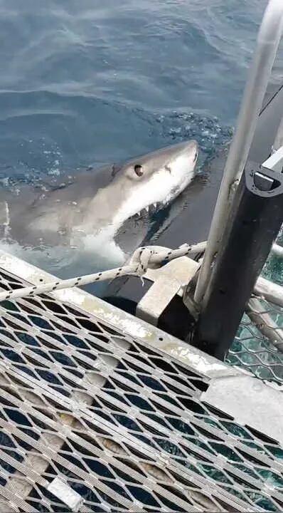 El tiburón se defendió de la embarcación 