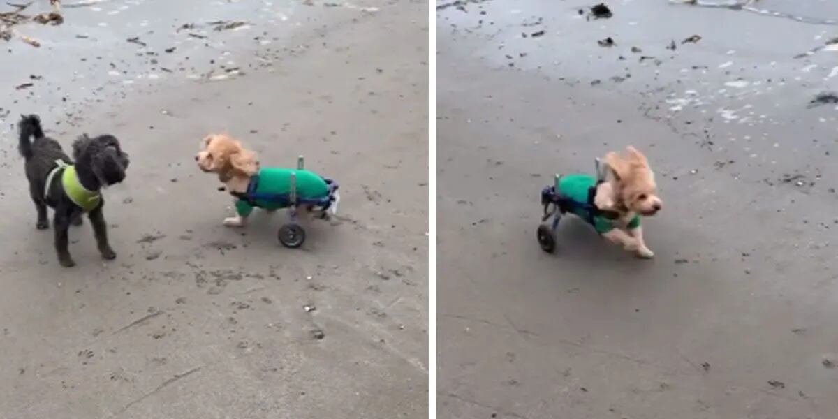 VIDEO: La tierna reacción de un perro con discapacidad que conoce la playa