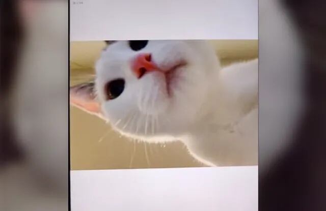Dejaron solo al gato en la casa y descubrieron que realizó una sesión de selfies