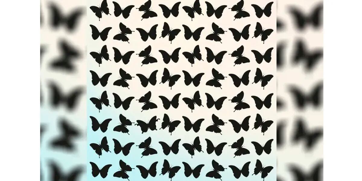 Reto visual para observadores: encontrar la mariposa diferente en menos de 20 segundos
