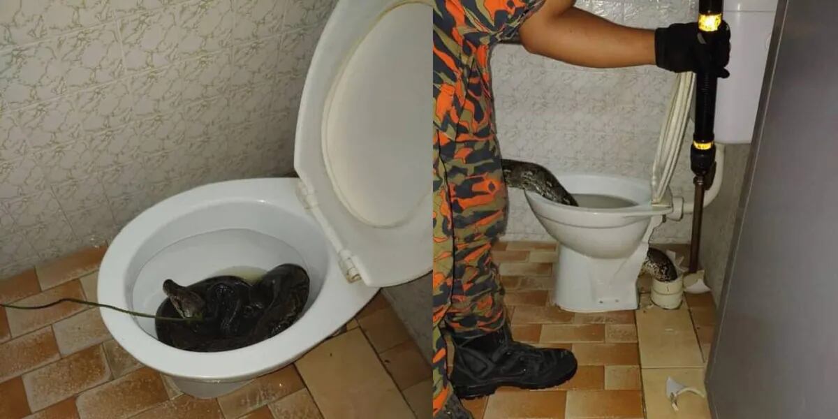 serpiente en el baño