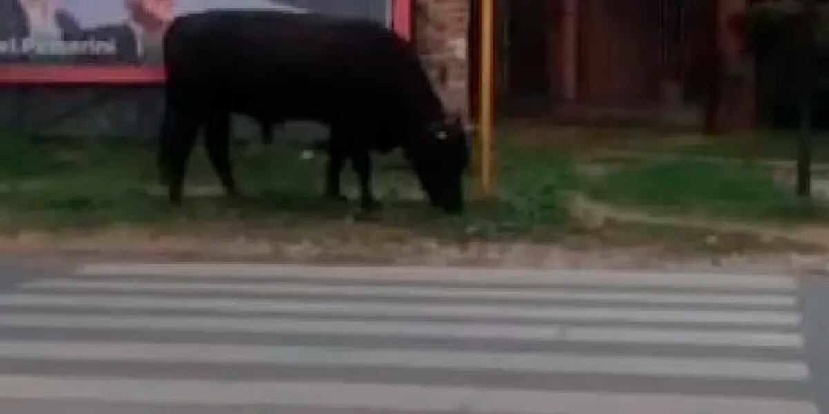 Se escapó un toro, se puso a pastar en plena avenida y los vecinos se horrorizaron