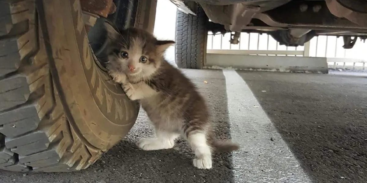 Por qué los gatos se esconden debajo de los autos