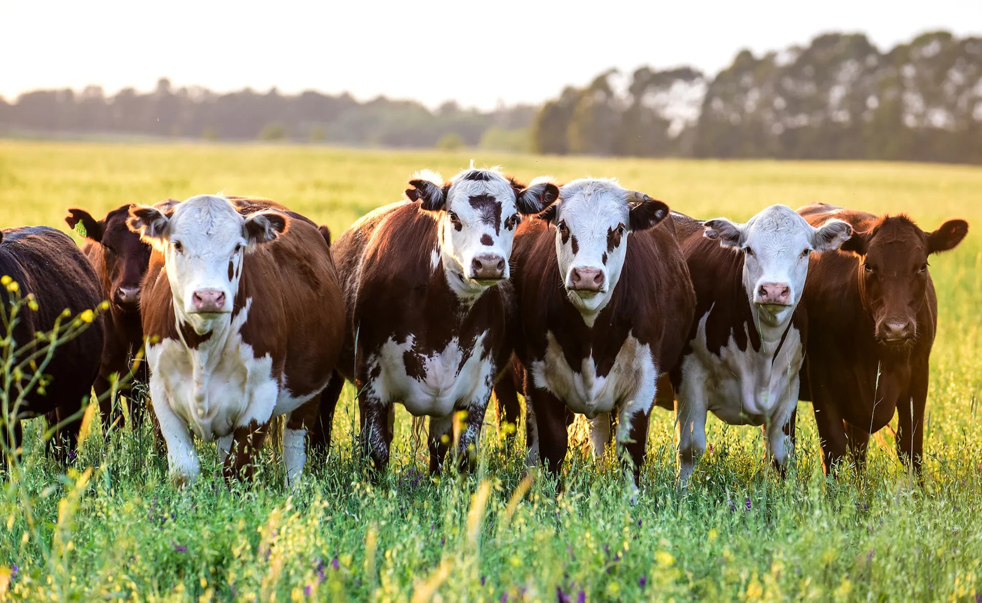 El futuro de la ganadería es sustentable