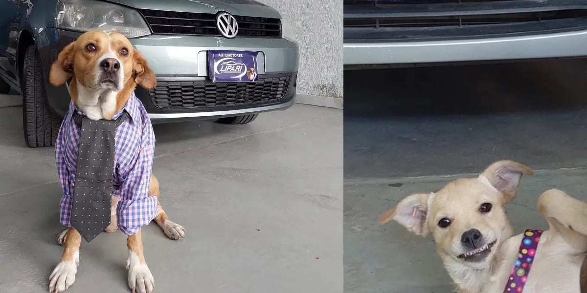 La historia detrás de la agencia de autos que tiene perritos como vendedores en Mendoza: “El sueño es tener un refugio”