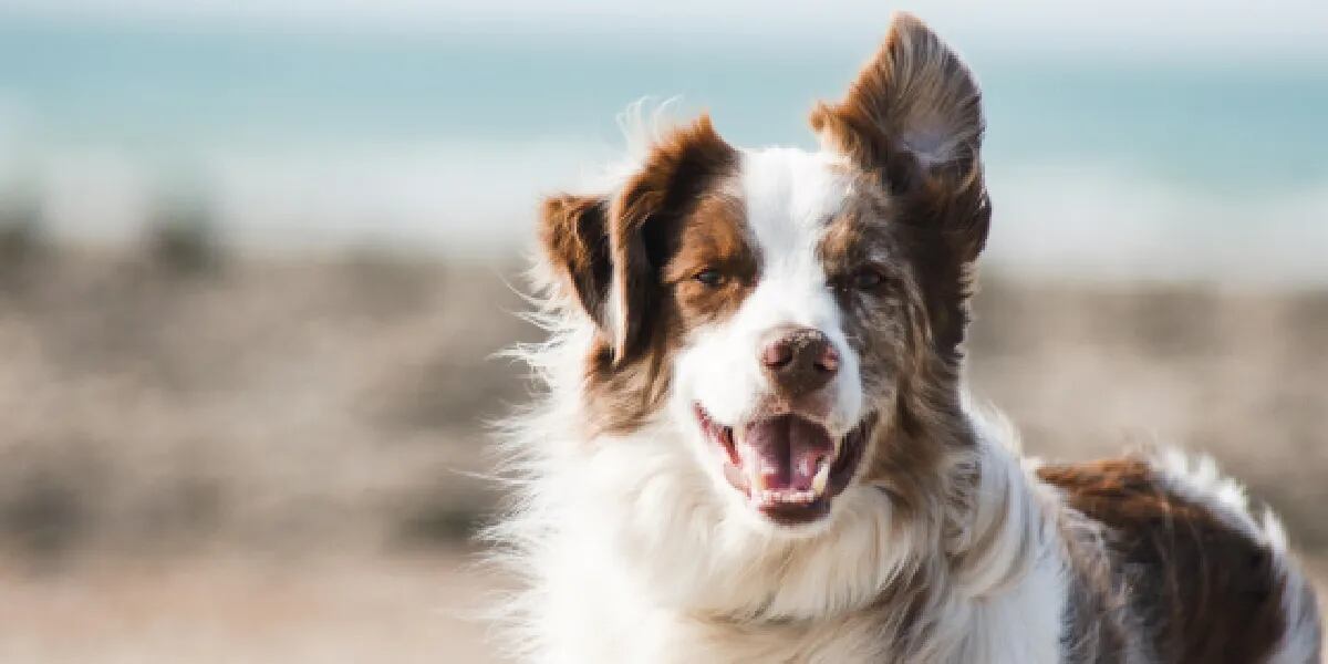 Los beneficios de acariciar a un perro, según los especialistas