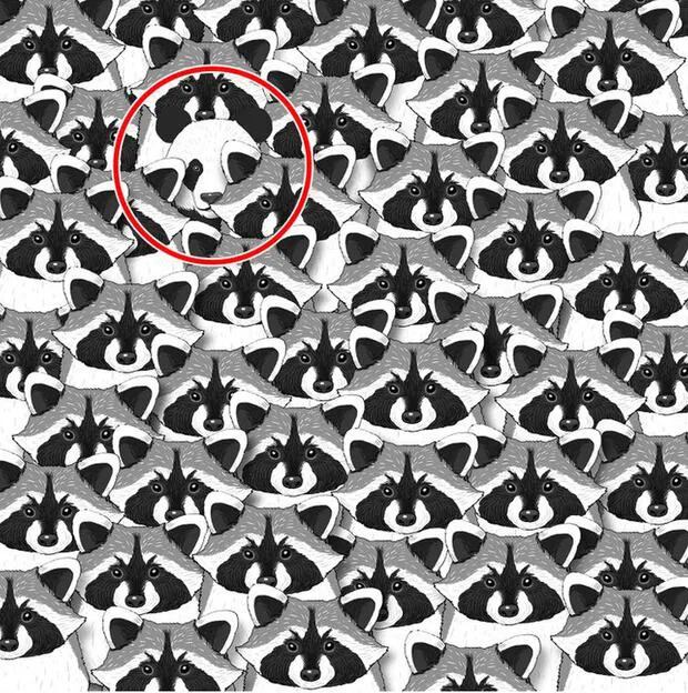 Reto viral para detallistas: encontrar al panda entre los mapaches