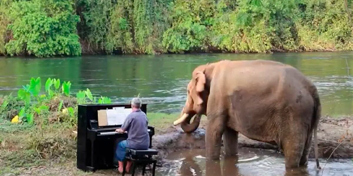 El conmovedor video de un elefante disfrutando de una canción de Beethoven en el piano