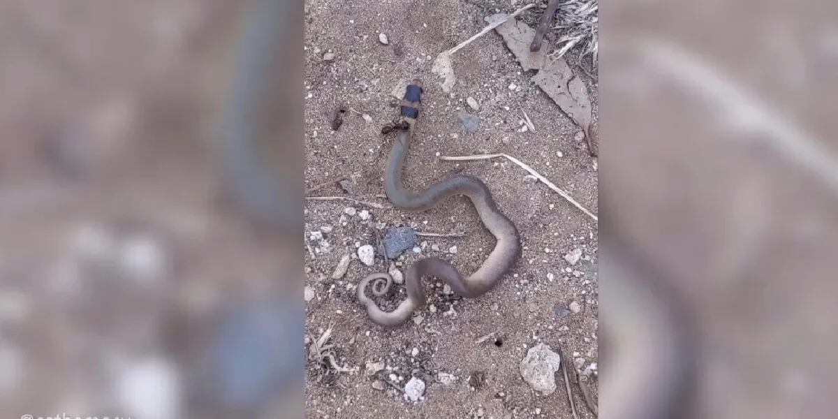 El video de la furiosa pelea entre una hormiga y una serpiente que se hizo viral: “Son peligrosas”/