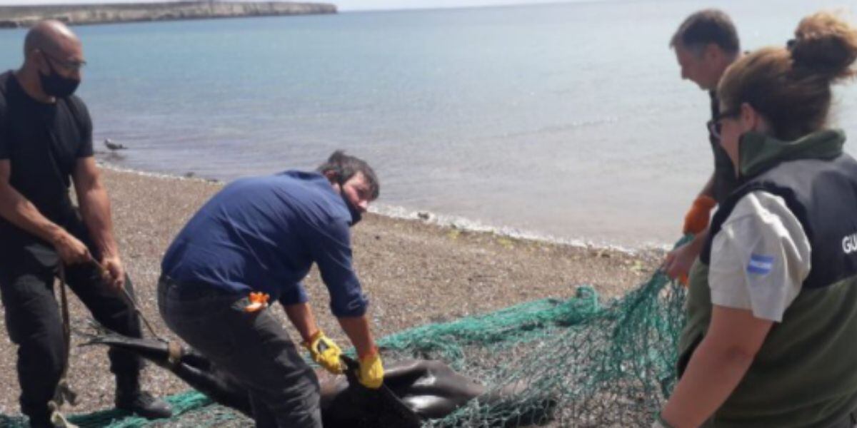Pescadores asesinaron a palazos a un lobo marino en la Península Valdés