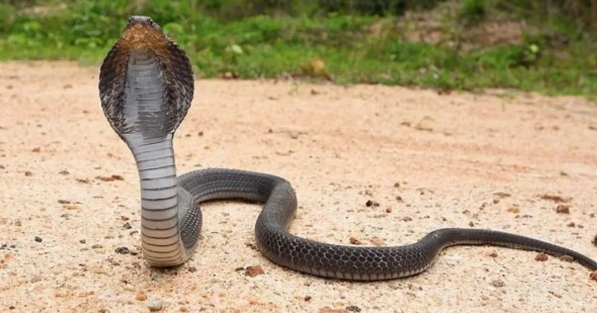 Una cobra mordió a un nene de 8 años, él le devolvió la mordida y la serpiente se murió: “En un instante”