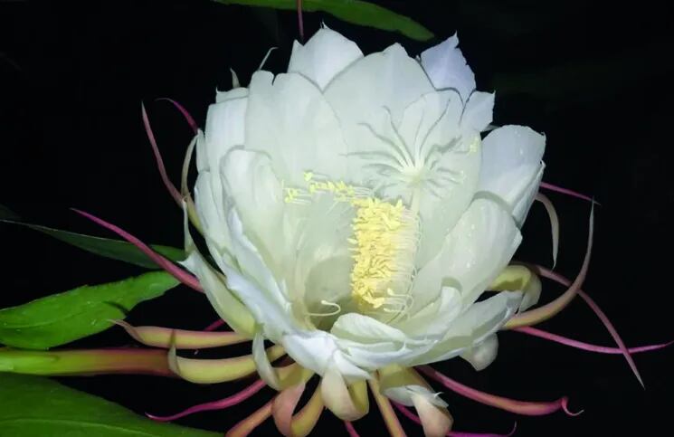 Galán de noche”: la extraña flor que solo florece en la oscuridad | La 100