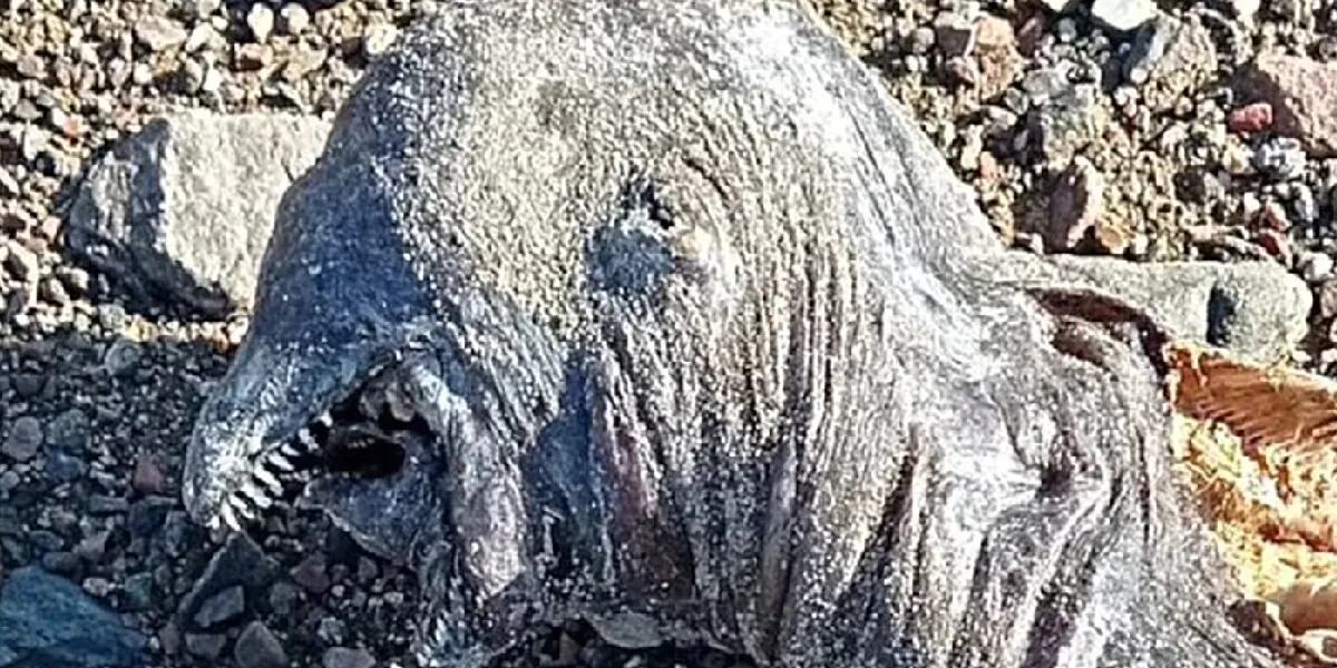 Dos mandíbulas, sin ojos y dientes filosos: la extraña criatura que encontró una mujer en la playa