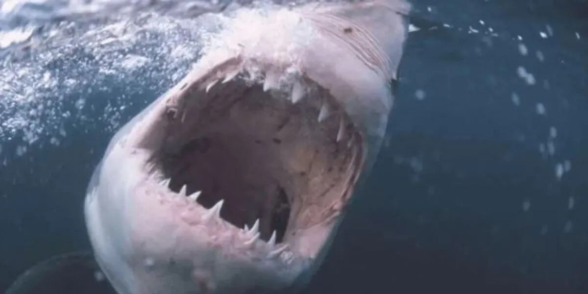 Grabó el momento exacto en que un tiburón abre la boca a centímetros de su cara