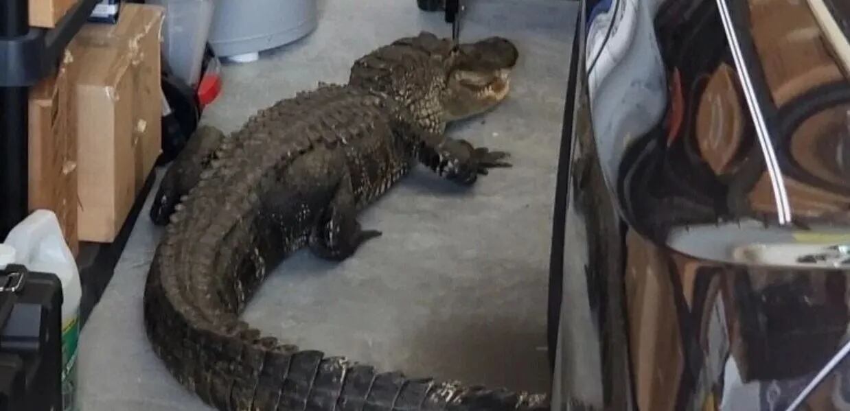 Dentro de su garaje encontró un caimán de más de dos metros | La 100