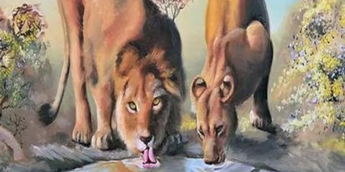 Reto visual del rey de la selva descubrí cuántos leones hay en la