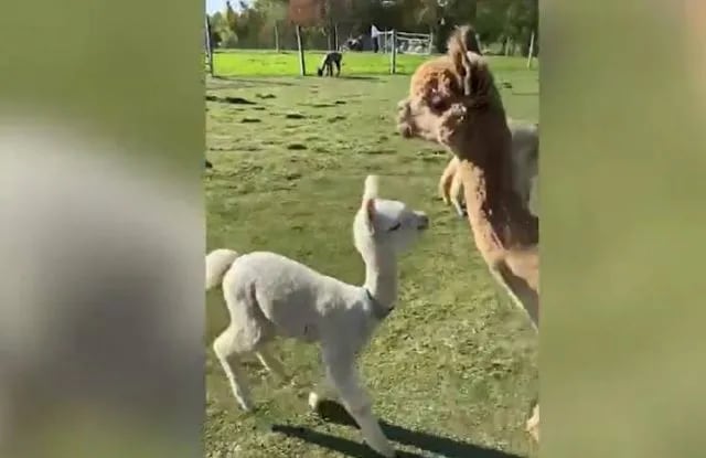 Video: el tierno (y sorpresivo) abrazo de una alpaca a su mamá que se hizo viral en las redes
