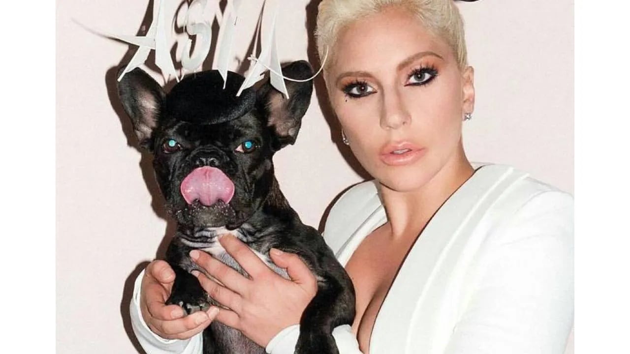 Lady Gaga ofrece medio millón de dólares  por sus perros: las fotos más tiernas con sus mascotas