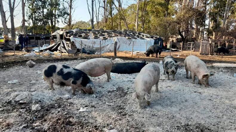 Por un brote de triquinosis sacrifican a más de 130 cerdos en Córdoba