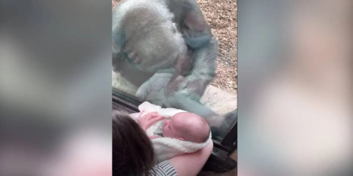 Video: el momento exacto en que una gorila interactuó con un bebé a través del vidrio