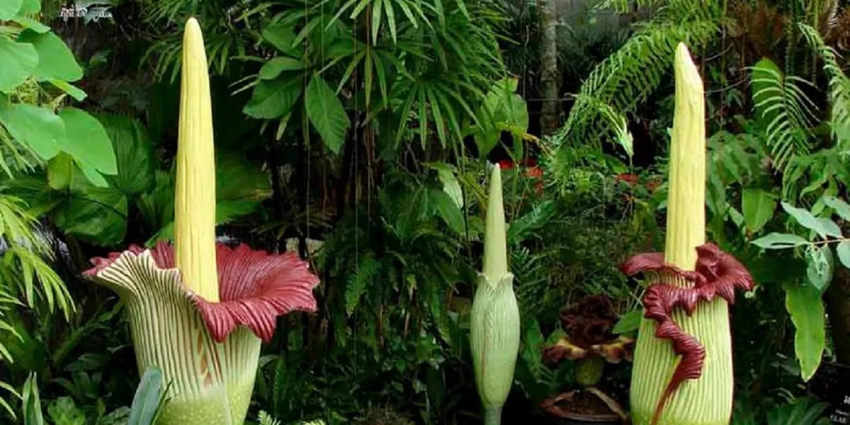 La “planta cadáver”: tiene un fuerte olor fétido, tarda 3 años en florecer y causa furor