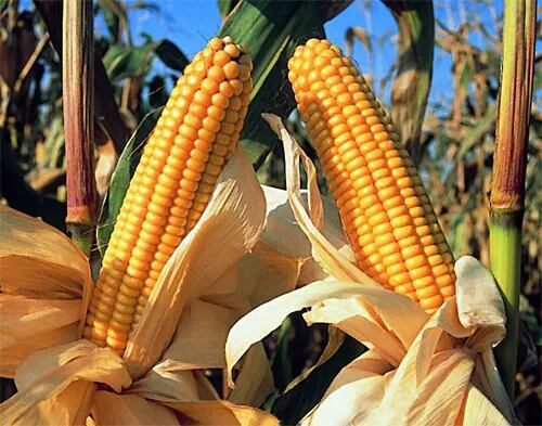 Maiz HD – Alta definición en maíz | mitreyelcampo