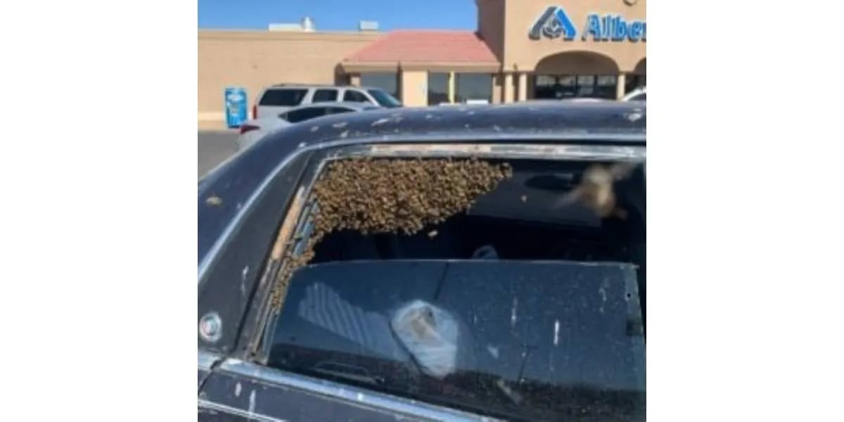 Fue al supermercado y 15 mil abejas le “okuparon” el auto (las fotos dan miedito)