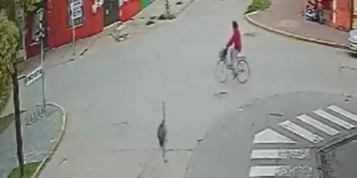 Caos en el barrio: un ñandú se escapó a toda velocidad y atropelló a una mujer en bicicleta