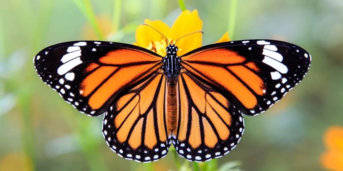 Qué significa soñar con mariposas