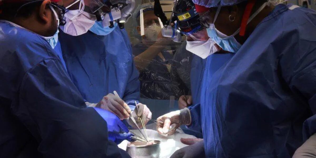 Trasplantaron por primera vez un corazón de cerdo a un humano: “Una cirugía revolucionaria”