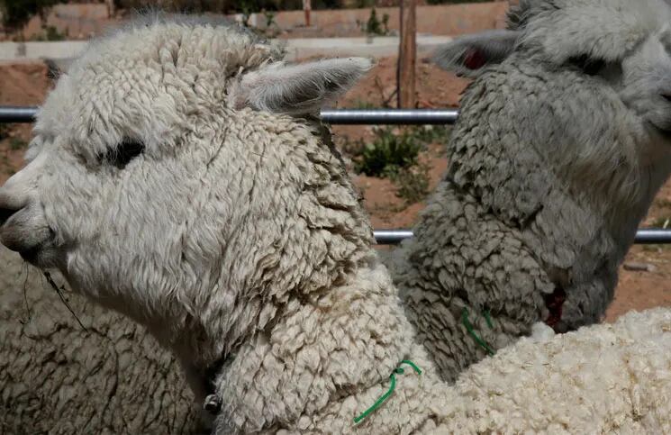 Coronavirus | Científicos chilenos hallaron en alpacas un "fuerte" anticuerpo para la cura del virus