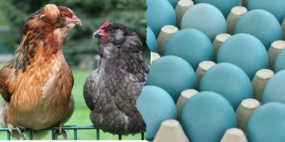 La historia de la gallina que pone huevos azules