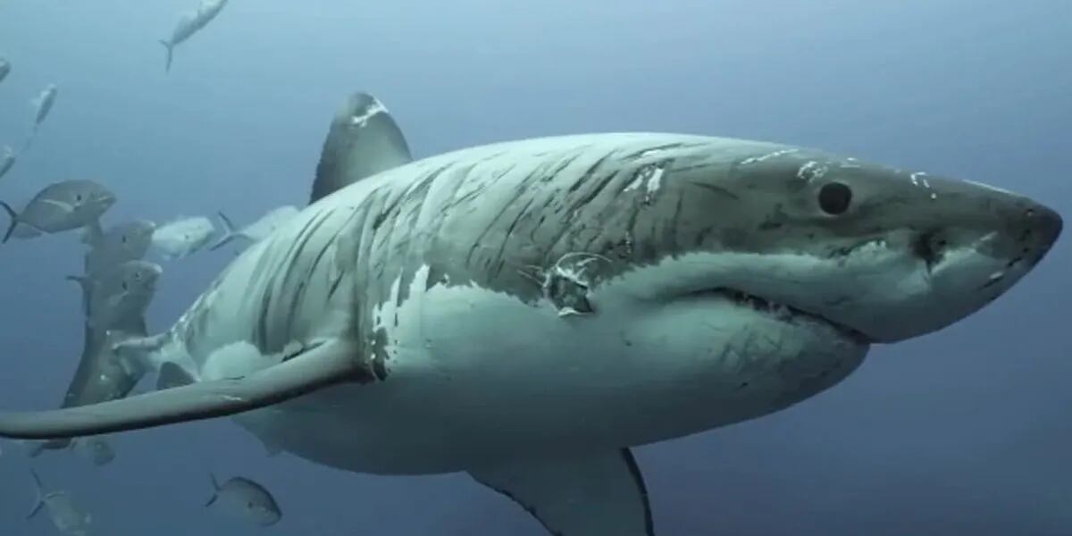 Filmaron un tiburón cubierto de cicatrices tras años de luchas bajo el mar: "El pobre lo pasó un poco mal"