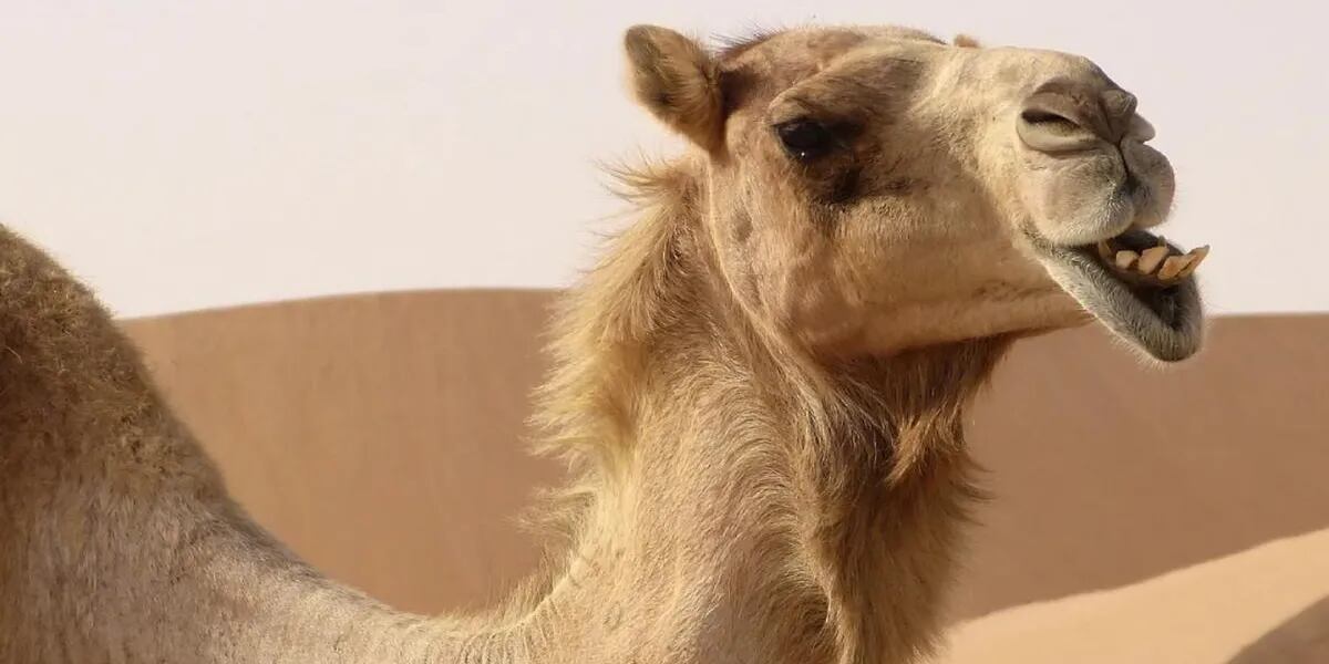Mundial Qatar 2022: cómo es el virus del camello que podría afectar a la copa del mundo