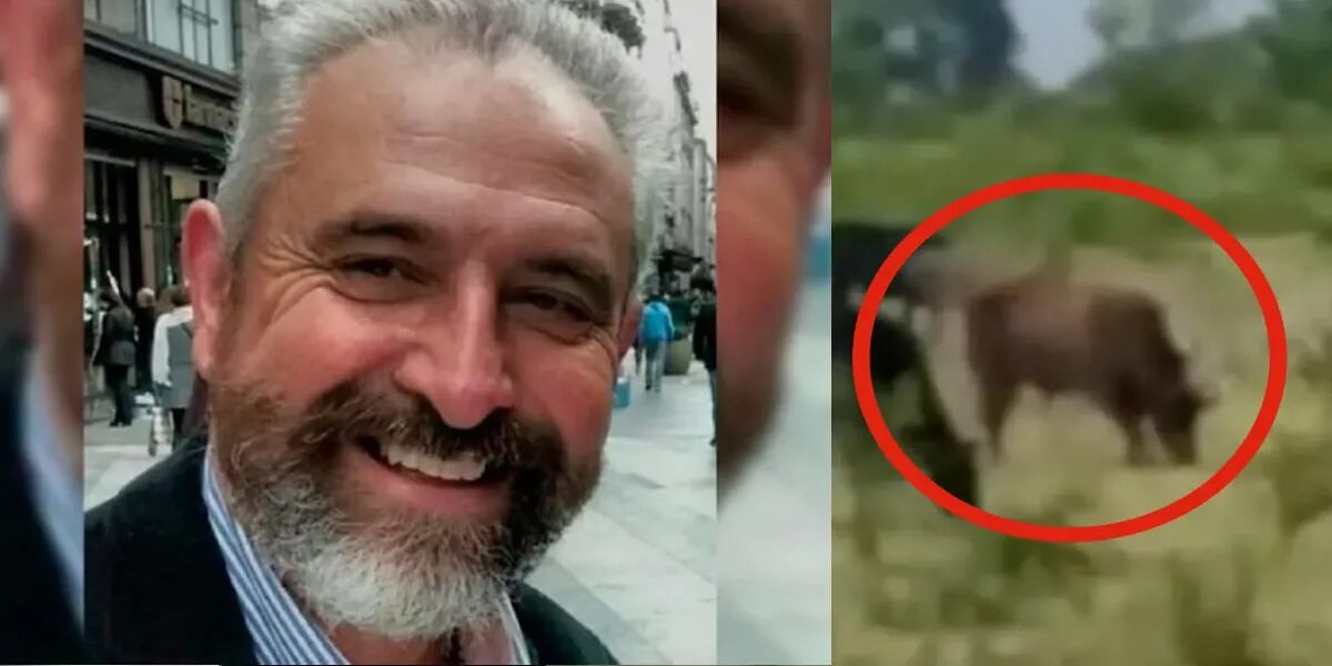 Horror en Entre Ríos: un toro destrozó a cornadas el pecho de un productor ganadero que lo crió desde ternerito