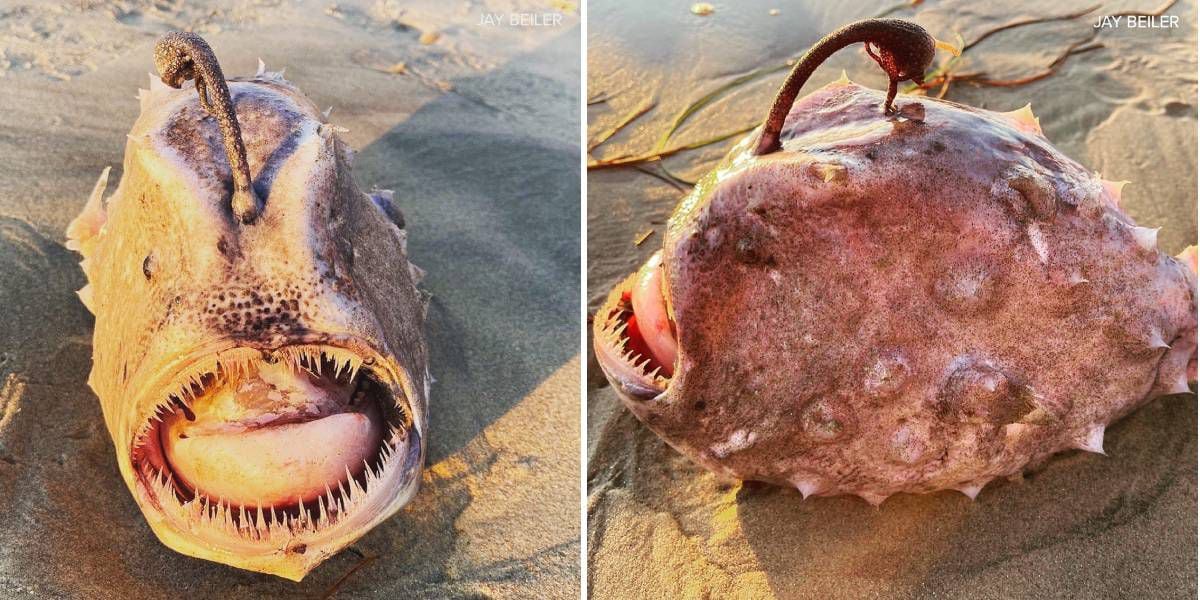 Encontraron un exótico pez globo luego de un extraño movimiento en California