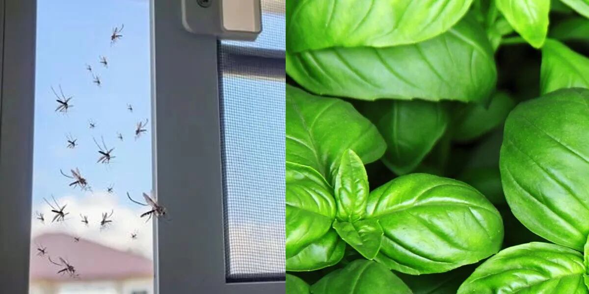 La planta que evita que entren moscas y mosquitos aunque tengas la ventana abierta