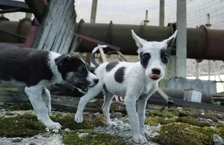 Las autoridades de Chernobyl prohíben que las personas se acerquen a los perros que habitan allí.