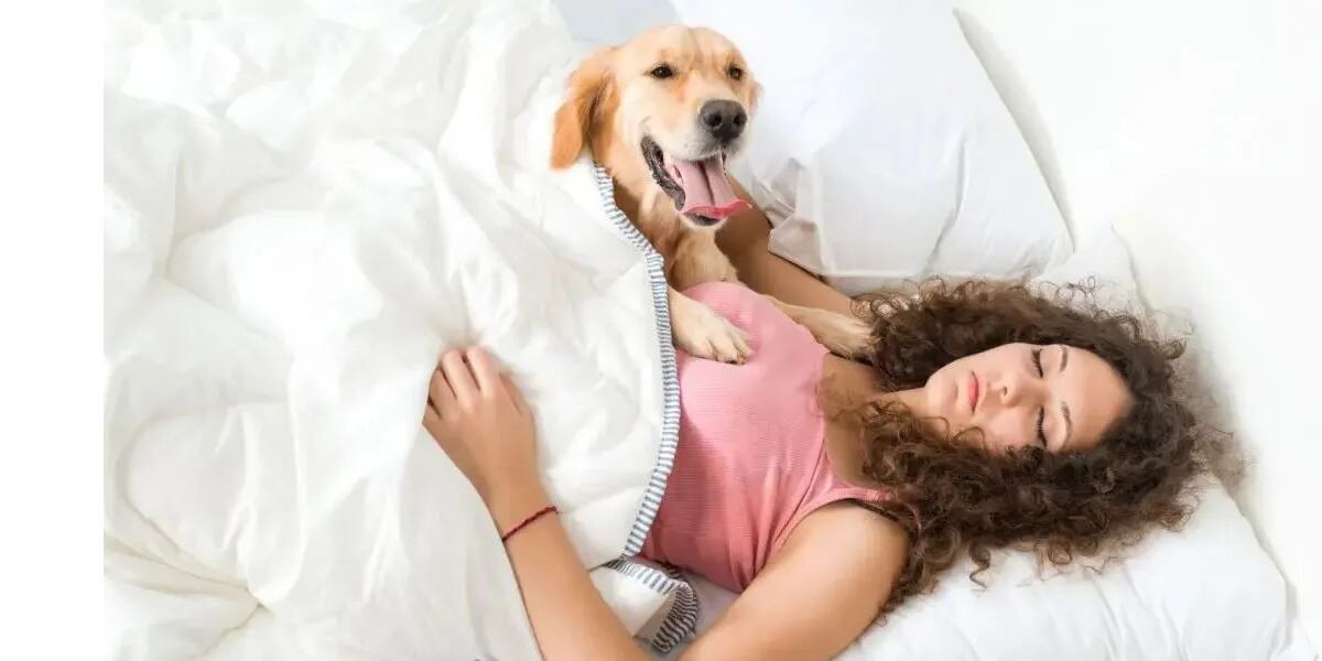 Compartir la cama con las mascotas puede ser muy peligroso por una superbacteria mortal