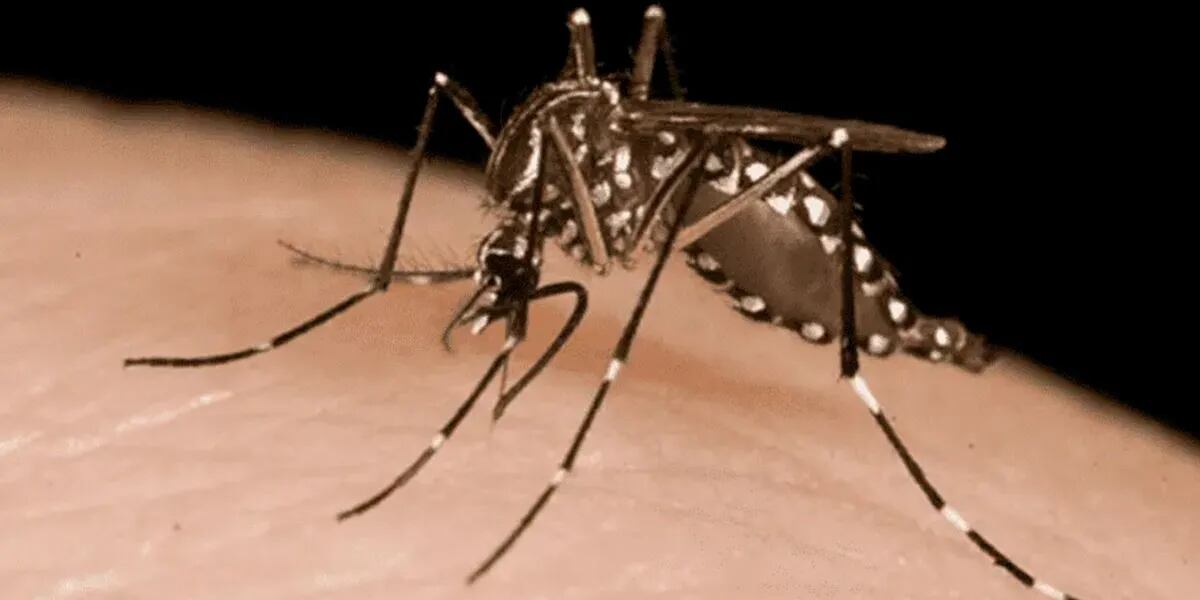 Vacuna contra el dengue cuándo se aplicará en Argentina