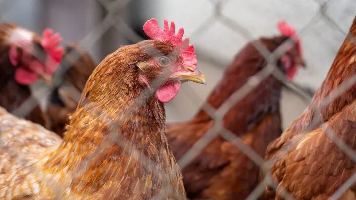 Senasa emitió una alerta por la posible llegada de la gripe aviar al país