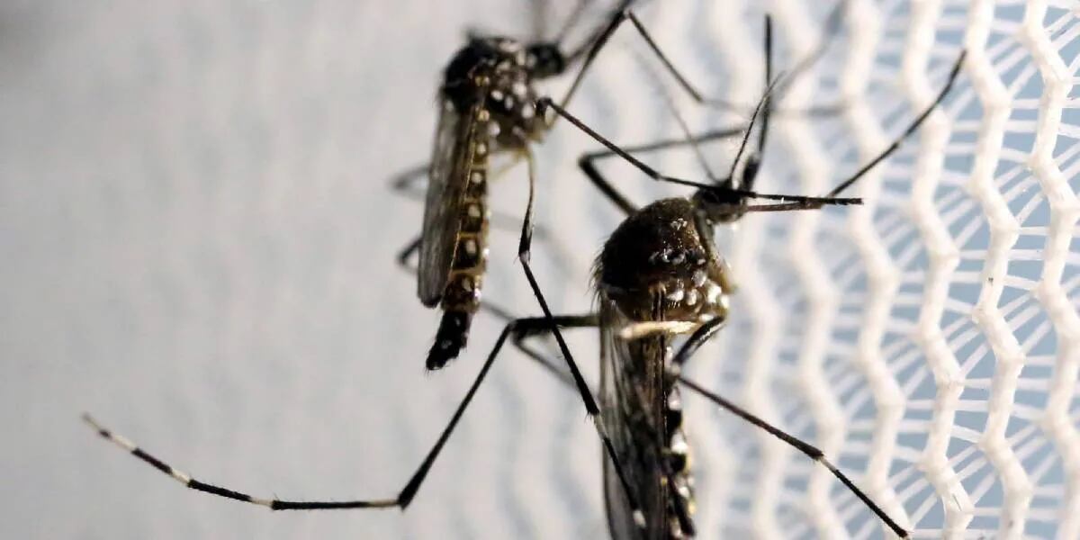 Una empresa financiada por Bill Gates liberará mosquitos modificados genéticamente: cuál es su función